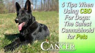 5 Tips When Using CBD For Dogs: The Safest Cannabinoid for Pets