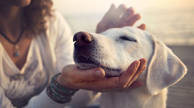 9 Reasons Why Being a "Pet Parent" Is Good for Human Health