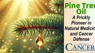 Pine Tree Oil: A Prickly Pioneer in Natural Medicine and Cancer Defense
