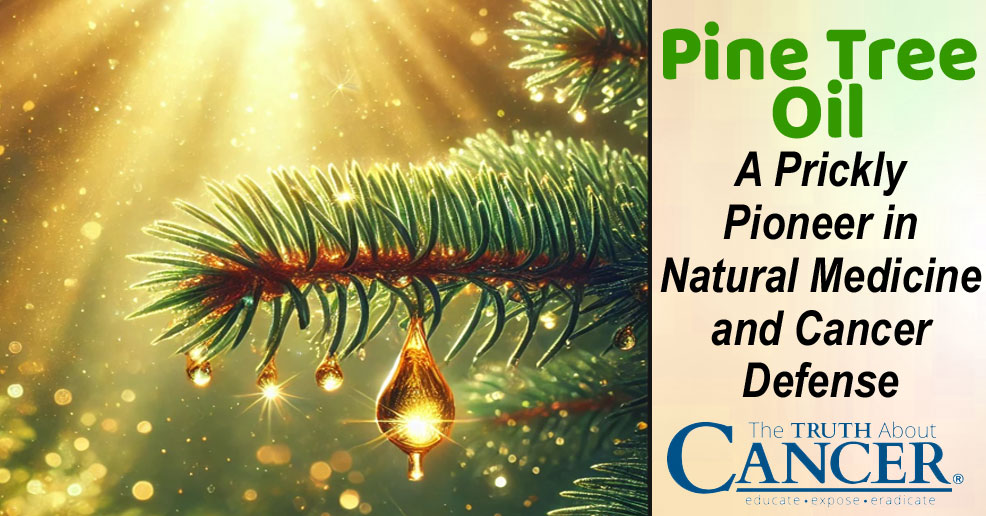 Pine Tree Oil: A Prickly Pioneer in Natural Medicine and Cancer Defense