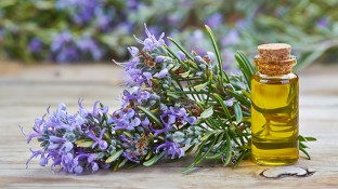 Do You Know These 6 Health Benefits & Uses for Rosemary Essential Oil?
