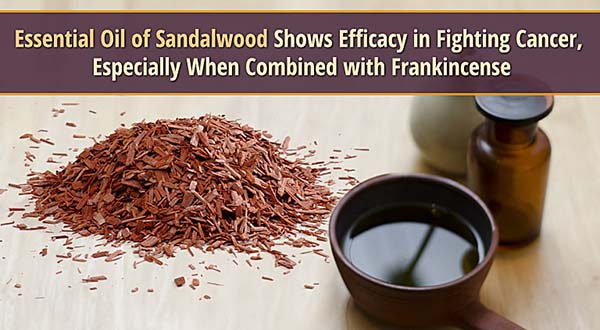 Essential Oil of Sandalwood Shows Efficacy in Fighting Cancer, Especially When Combined with Frankincense