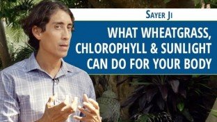 What Wheatgrass, Chlorophyll & Sunlight Can Do for the Body (video)