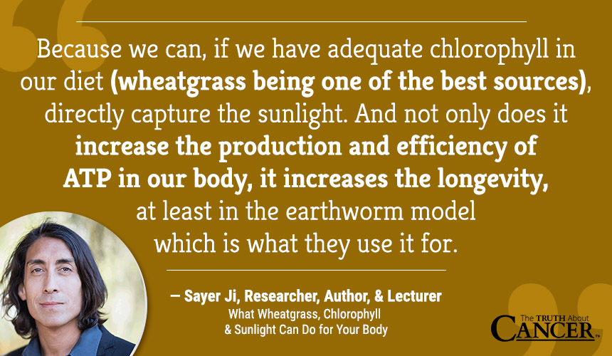 Sayer Ji-Wheatgrass-Chlorophyll-Sun-Quote