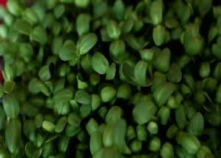 broccoli-sprouts-finished