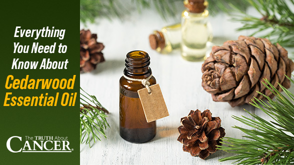 Everything You Need to Know About Cedarwood Essential Oil