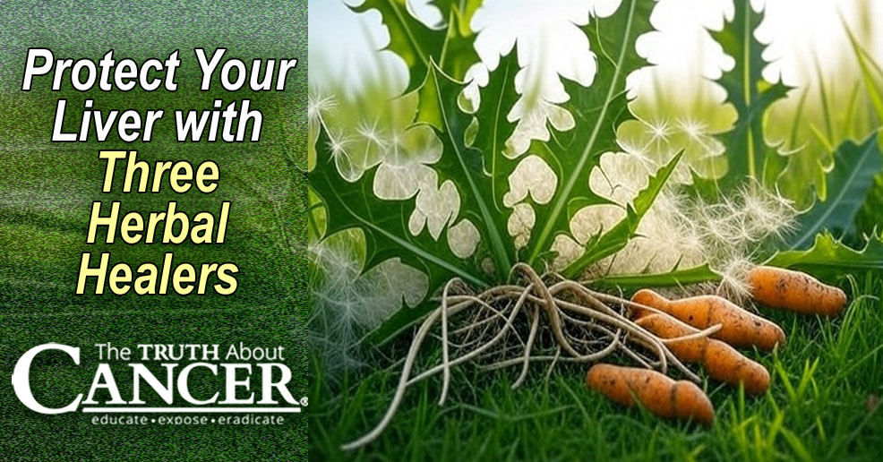 Protect Your Liver with These 3 Herbal Healers