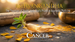 Ashwagandha: The "Fountain of Youth" Herb That's Prized in Ayurvedic Medicine Ashwagandha: The "Fountain of Youth" Herb That's Prized in Ayurvedic Medicine