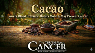 🍫 Cacao: Lowers Blood Pressure, Boosts Mood & May Prevent Cancer 🍫 Cacao: Lowers Blood Pressure, Boosts Mood & May Prevent Cancer