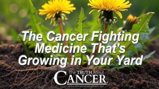 The Cancer Fighting Medicine That's Growing in Your Yard