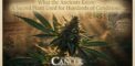 What the Ancients Knew: A Sacred Plant Used for...