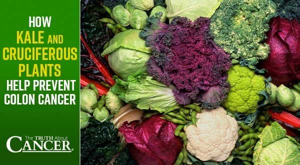 How Kale and Cruciferous Plants Help Prevent Colon Cancer
