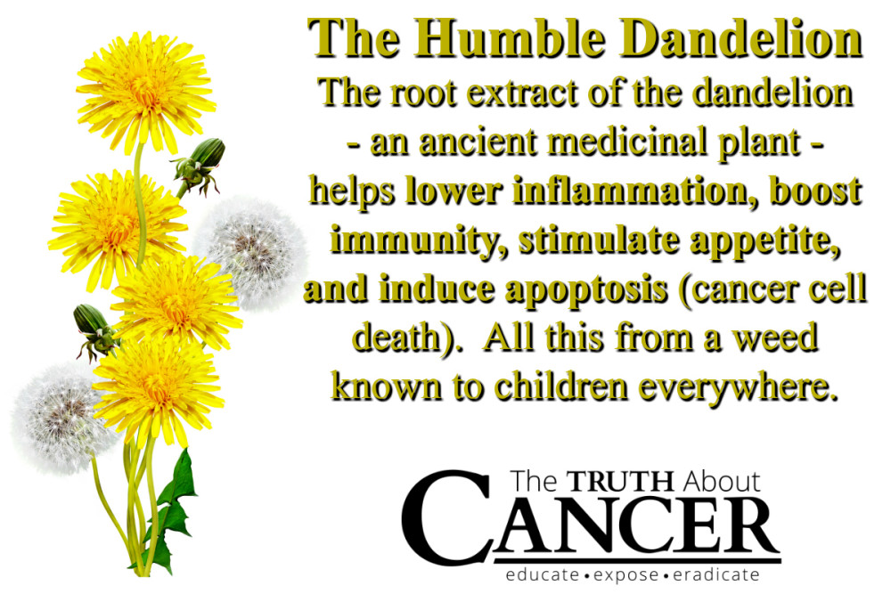 Dandelion-Cancer-fighting-food