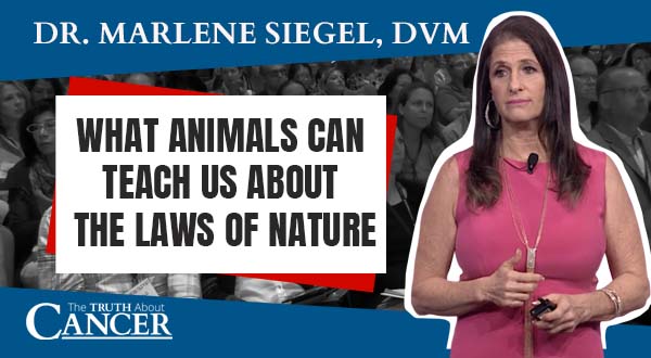 What Animals Can Teach Us About the Laws of Nature (video)