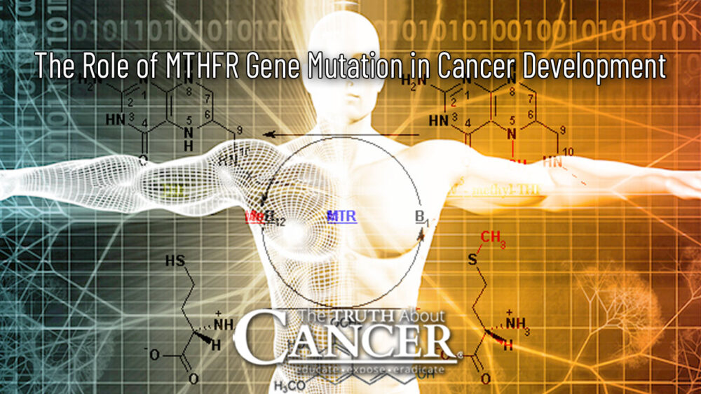 The Role of MTHFR Gene Mutation in Cancer Development