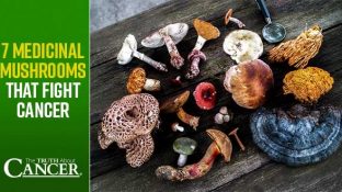 7 Medicinal Mushrooms That Fight Cancer