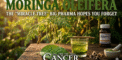 🌿 Moringa Oleifera: The “Miracle Tree”...