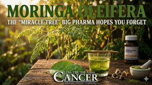 🌿 Moringa Oleifera: The "Miracle Tree" Big Pharma Hopes You Forget 🌿 Moringa Oleifera: The "Miracle Tree" Big Pharma Hopes You Forget