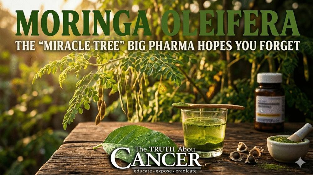 🌿 Moringa Oleifera: The "Miracle Tree" Big Pharma Hopes You Forget