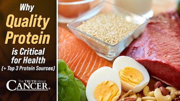 Why Quality Protein is Critical for Health (+ Top 3 Protein Sources)