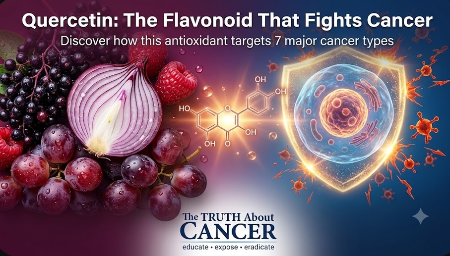 Quercetin: Discover How this Unknown Flavonoid Fights 7 Major Types of Cancer Quercetin: Discover How this Unknown Flavonoid Fights 7 Major Types of Cancer