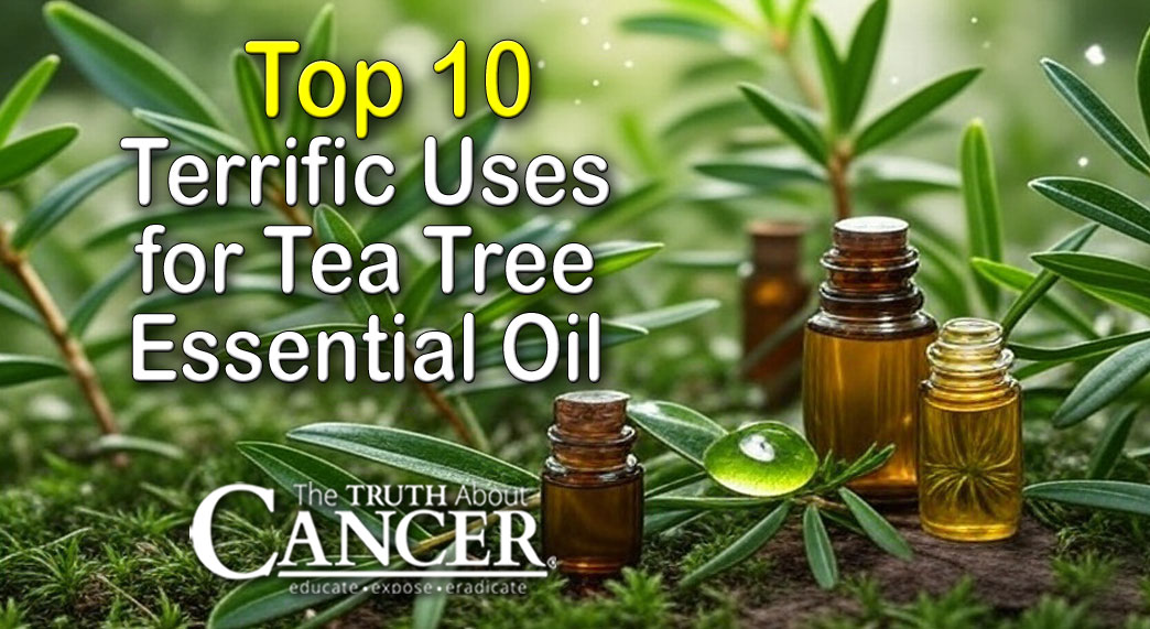 Top 10 Terrific Uses for Tea Tree Essential Oil Top 10 Terrific Uses for Tea Tree Essential Oil