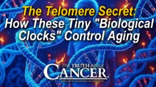The Telomere Secret: How These Tiny "Biological Clocks" Control Aging The Telomere Secret: How These Tiny "Biological Clocks" Control Aging