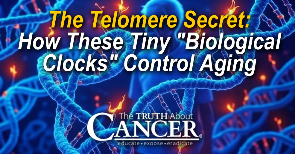 The Telomere Secret: How These Tiny "Biological Clocks" Control Aging
