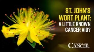 St. John’s Wort Plant: A Little Known Cancer Aid?