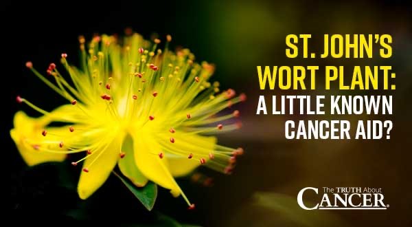 St. John’s Wort Plant: A Little Known Cancer Aid?