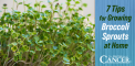 7 Tips for Growing Broccoli Sprouts at Home