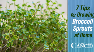 7 Tips for Growing Broccoli Sprouts at Home