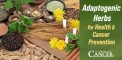 Adaptogenic Herbs for Health & Cancer Prevention
