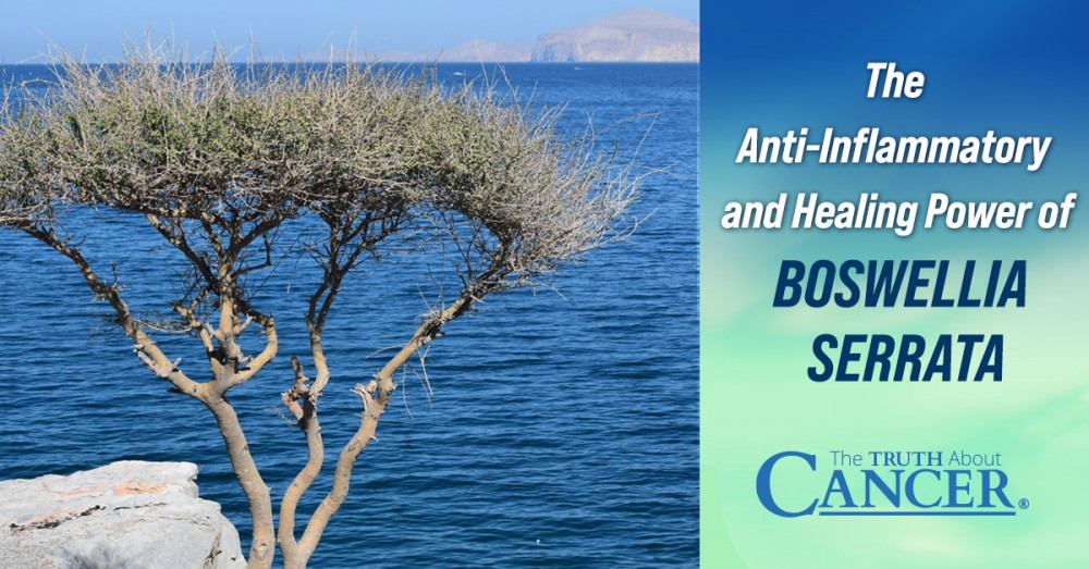 The Anti-Inflammatory and Healing Power of Boswellia Serrata