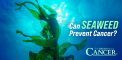 Can Seaweed Prevent Cancer?