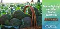 Cancer-Fighting and Other Health Benefits of Broccoli