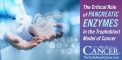 The Critical Role of Pancreatic Enzymes in the...