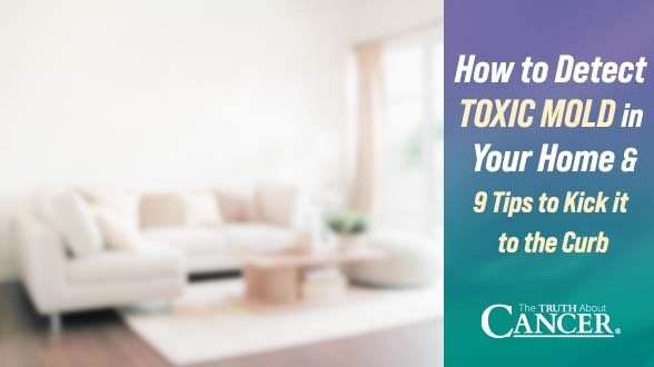 How to Detect Toxic Mold in Your Home & 9 Tips to Kick it to the Curb