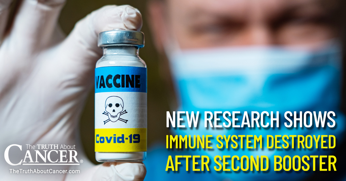 New Research Shows Immune System Destroyed After Second Booster