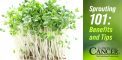 Sprouting 101: Benefits and Tips