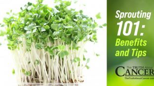 Sprouting 101: Benefits and Tips