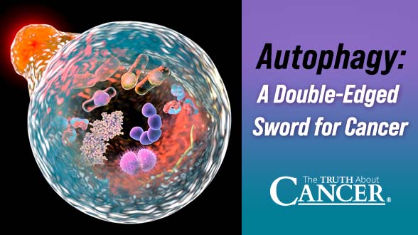 Autophagy: A Double-Edged Sword for Cancer