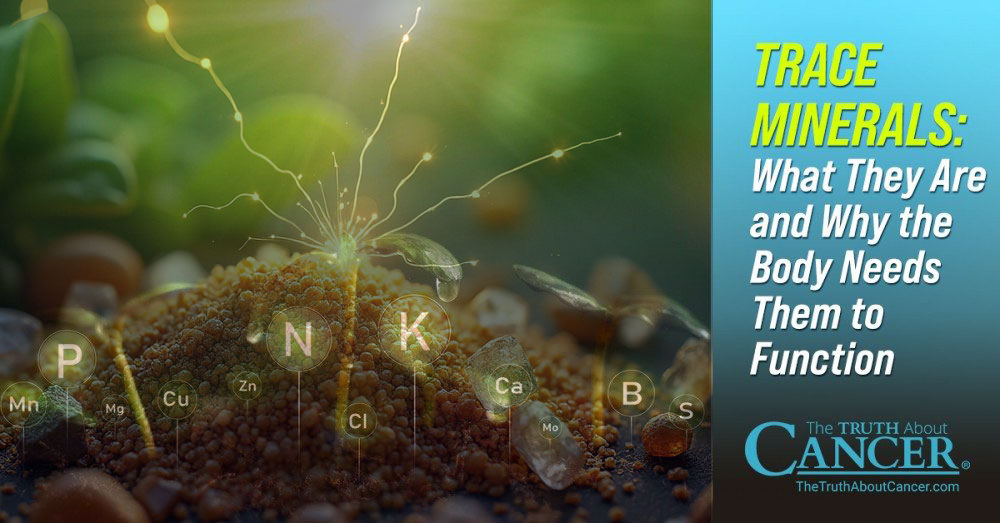 Trace Minerals: What They Are and Why the Body Needs Them to Function