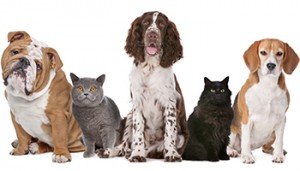 There are approximately 12 million diagnosed cases of canine and feline cancer in the U.S. every year