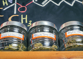 strains of cannabis in jars