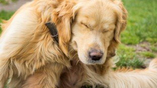 Are Toxins in Your Pet's Flea and Tick Treatments Harming Their Health? (+ 5 safe alternatives)