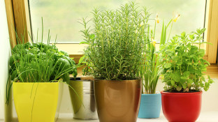14 Cancer-Fighting Plants for Your Indoor Herb Garden