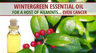 Wintergreen Essential Oil for a Host of Ailments... Even Cancer