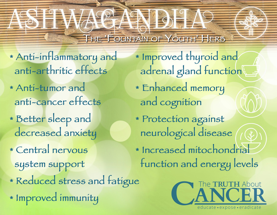 ashwaghanda-herb-ayurveda-medicine