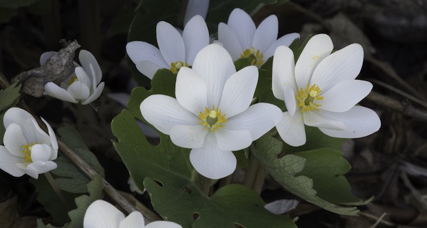 Bloodroot: An Ancient Remedy That Can Heal Cancer?
